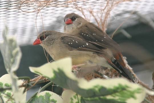 Tijgervink pop (GEZOCHT), Dieren en Toebehoren, Vogels | Overige Vogels, Vrouwelijk, Tropenvogel, Geringd