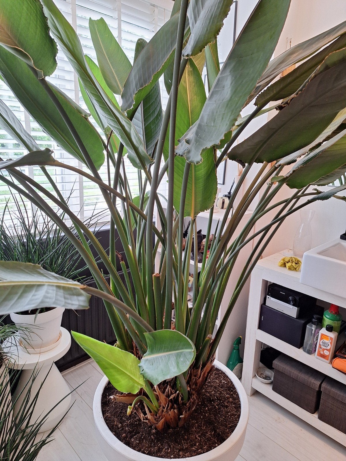 Grote Strelitza plant (paradijsvogelplant), Huis en Inrichting, Ophalen of Verzenden, Halfschaduw, 200 cm of meer