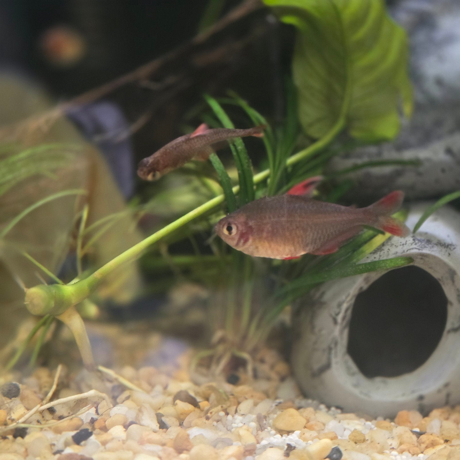 roze tetras €2,50 ps, Dieren en Toebehoren, Vissen | Aquariumvissen