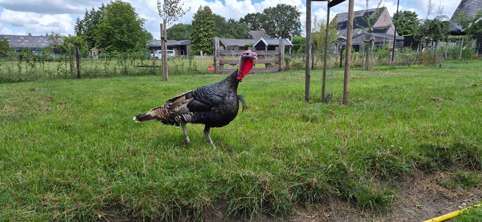 Te koop kalkoen haan van 2025, Dieren en Toebehoren, Pluimvee, Mannelijk, Kalkoen