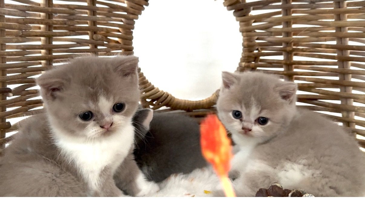 Exclusief Britse korthaar kittens met stamboom, Poes, Ontwormd, 0 tot 2 jaar
