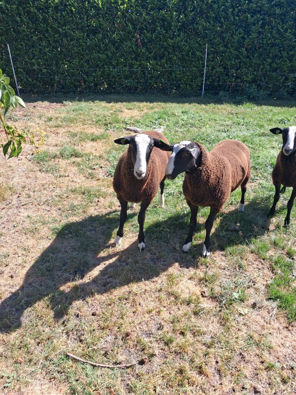 zwartbles rammen, Mannelijk, Schaap
