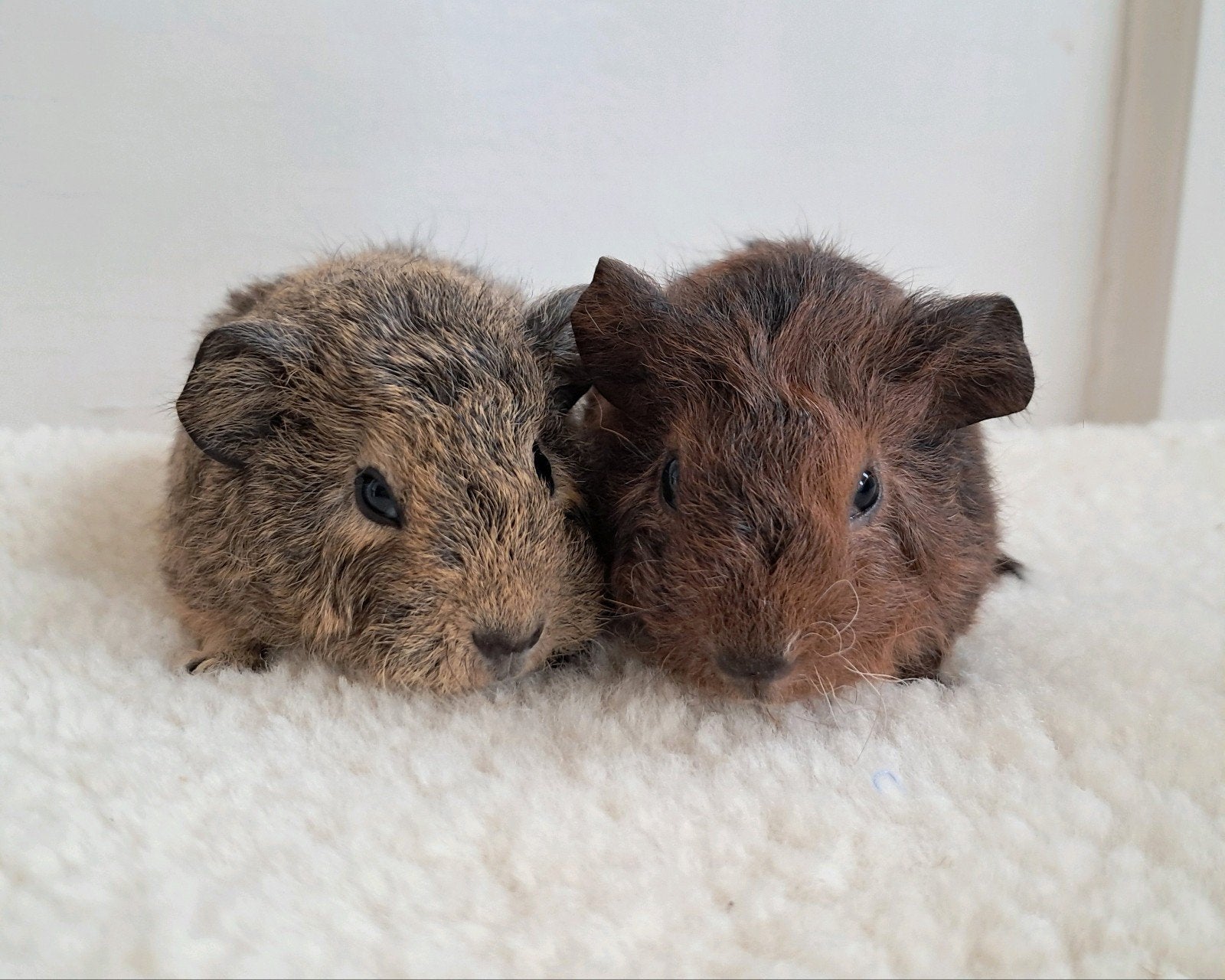 2 lieve rex cavia beertjes, Cavia, Augustus, Mannelijk, Tam
