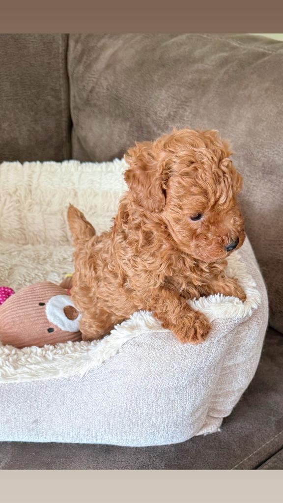 Mini toy poedel puppy, Poedel, HCC (leverziekte), Reu, 8 tot 15 weken