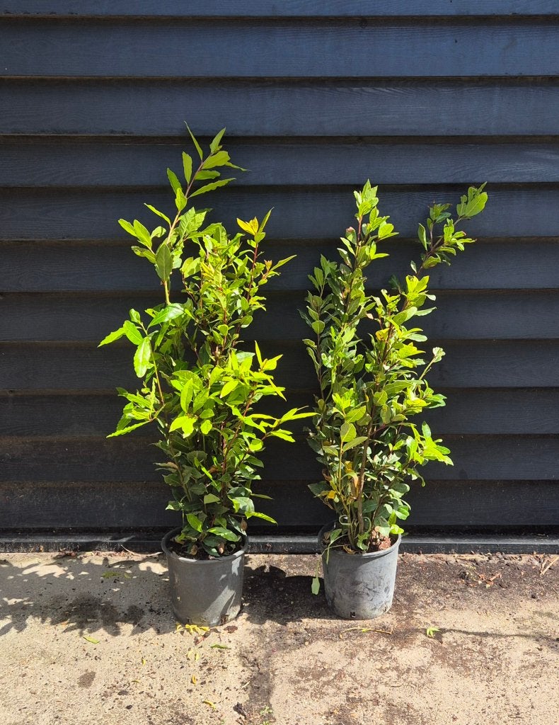 keuken laurier | Laurus nobilis, Vaste plant, Bloeit niet, Halfschaduw, Ophalen
