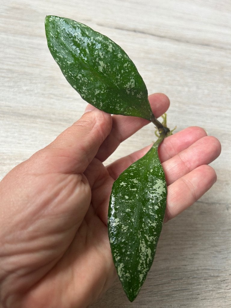 Hoya Rundumensis Splash, Huis en Inrichting, Kamerplanten, Bloeiende kamerplant, Ophalen of Verzenden, Halfschaduw, Minder dan 100 cm