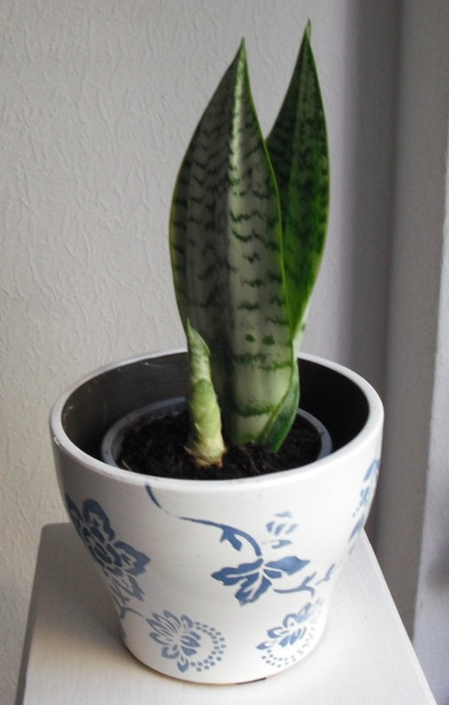 kamerplant  " SANSEVERIA " in mooie stenen bloempot, Ophalen, In pot, Halfschaduw, Minder dan 100 cm