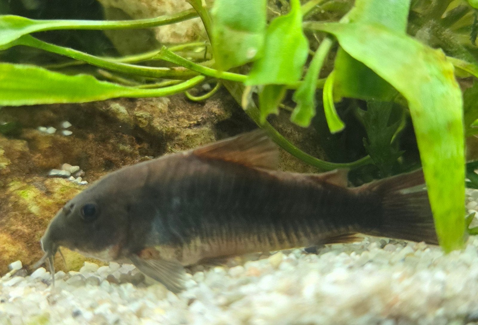 Corydoras sp. Black venezuela €4,99, Vis