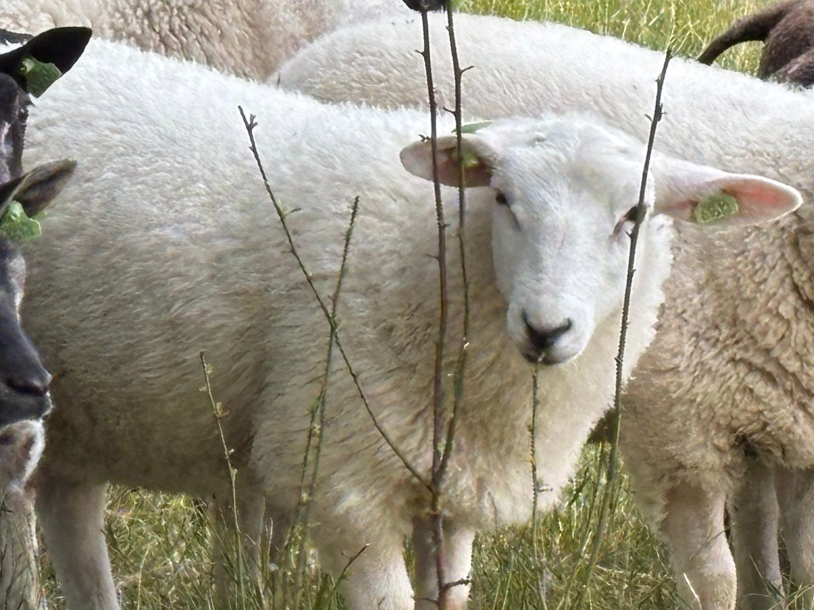 Swifter ooilammeren en ooien, Vrouwelijk, Schaap