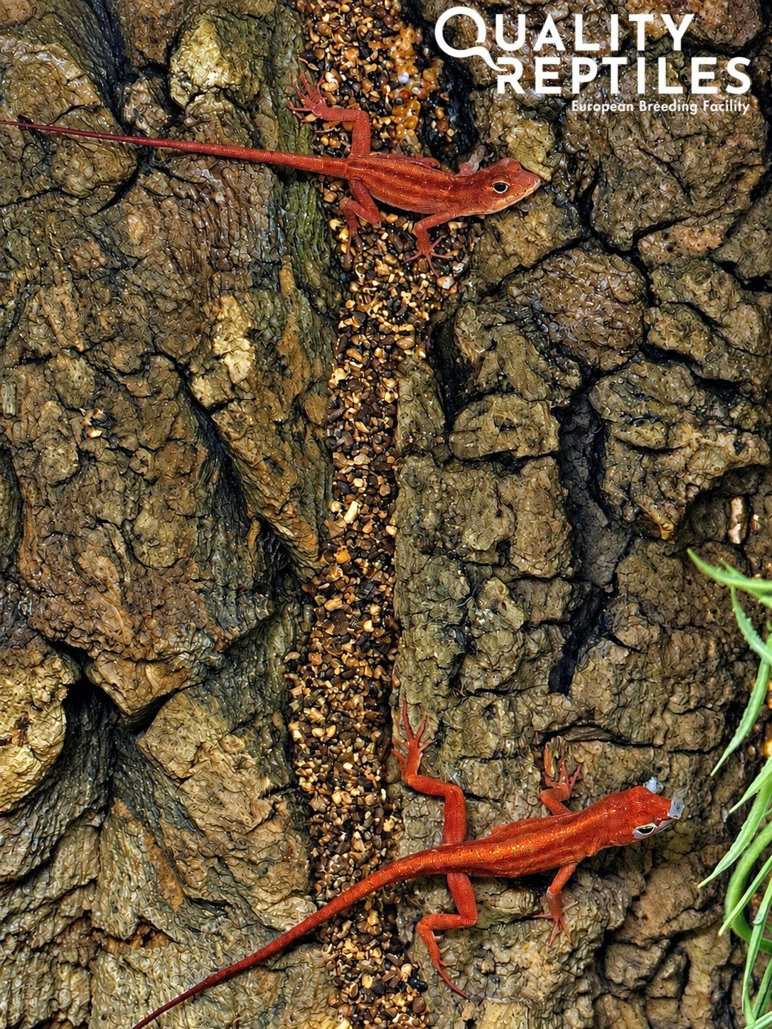 1.1 Anolis sagrei (rood) met of zonder terrarium, Dieren en Toebehoren, Hagedis, Met terrarium, 0 tot 2 jaar