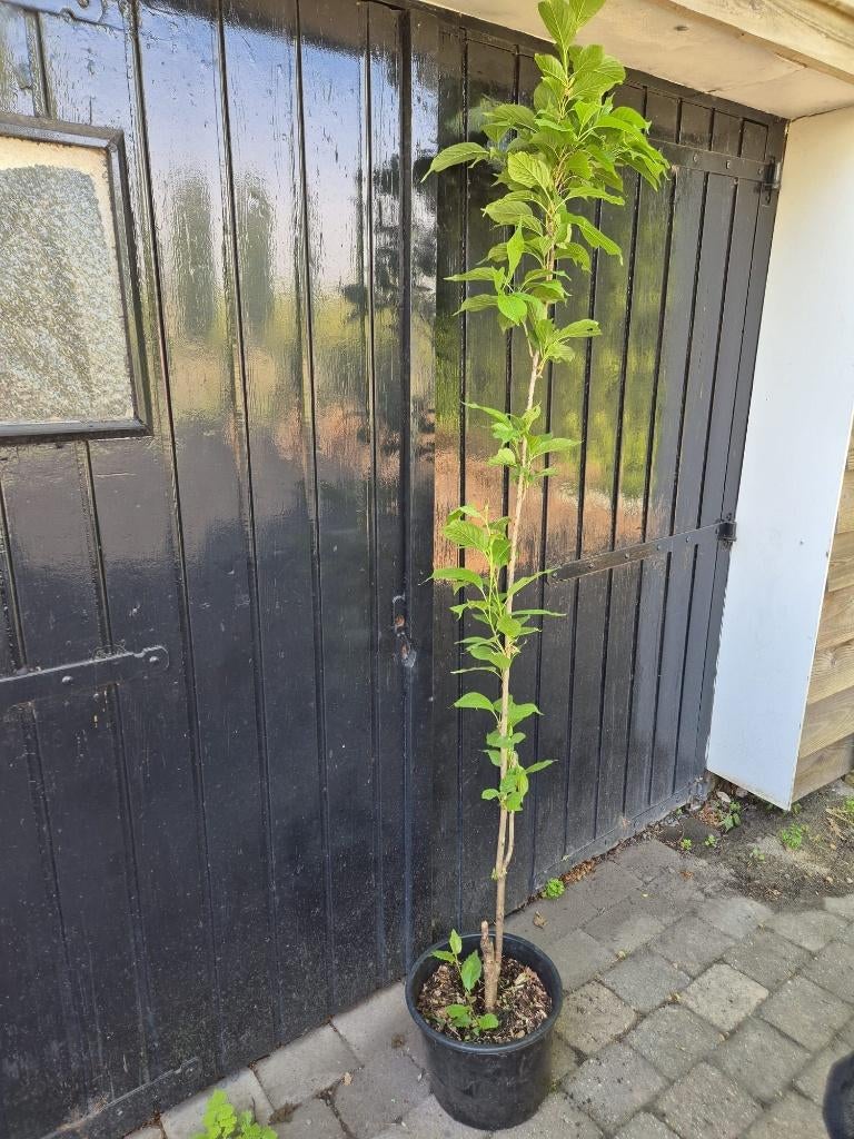 Japanse sierkers, 50% korting, Ophalen of Verzenden, Lente, 100 tot 250 cm, Zuilboom