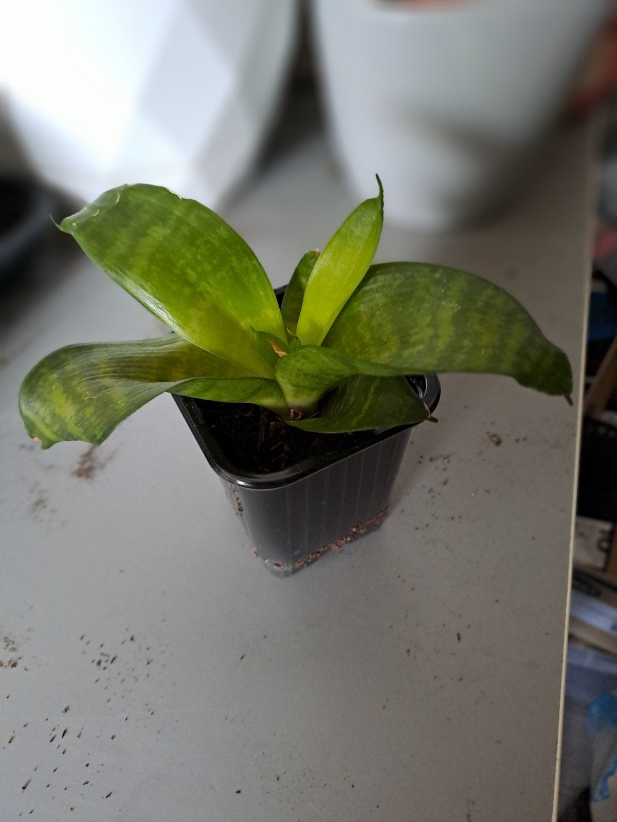 sanseveria stek, Huis en Inrichting, Ophalen, Vetplant, Halfschaduw, Minder dan 100 cm