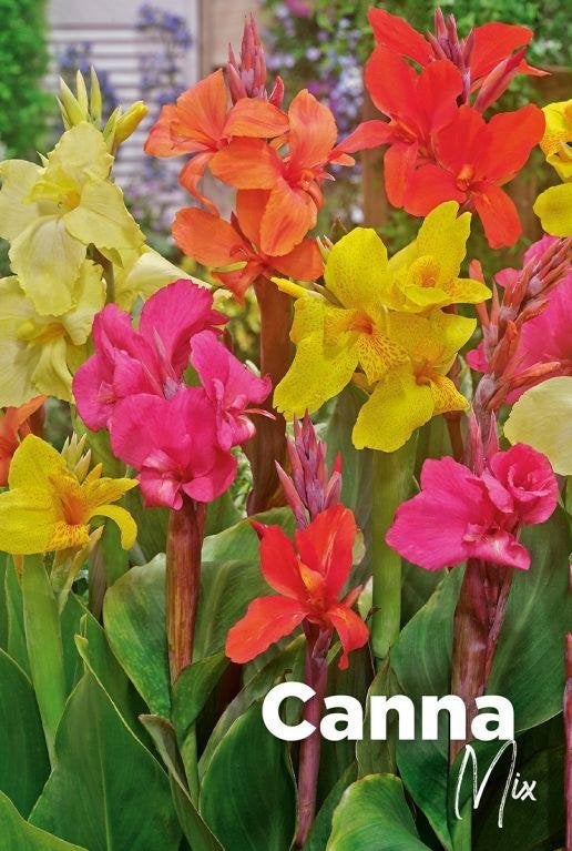 gezocht canna zaden, Ophalen of Verzenden, Overige soorten, Volle zon