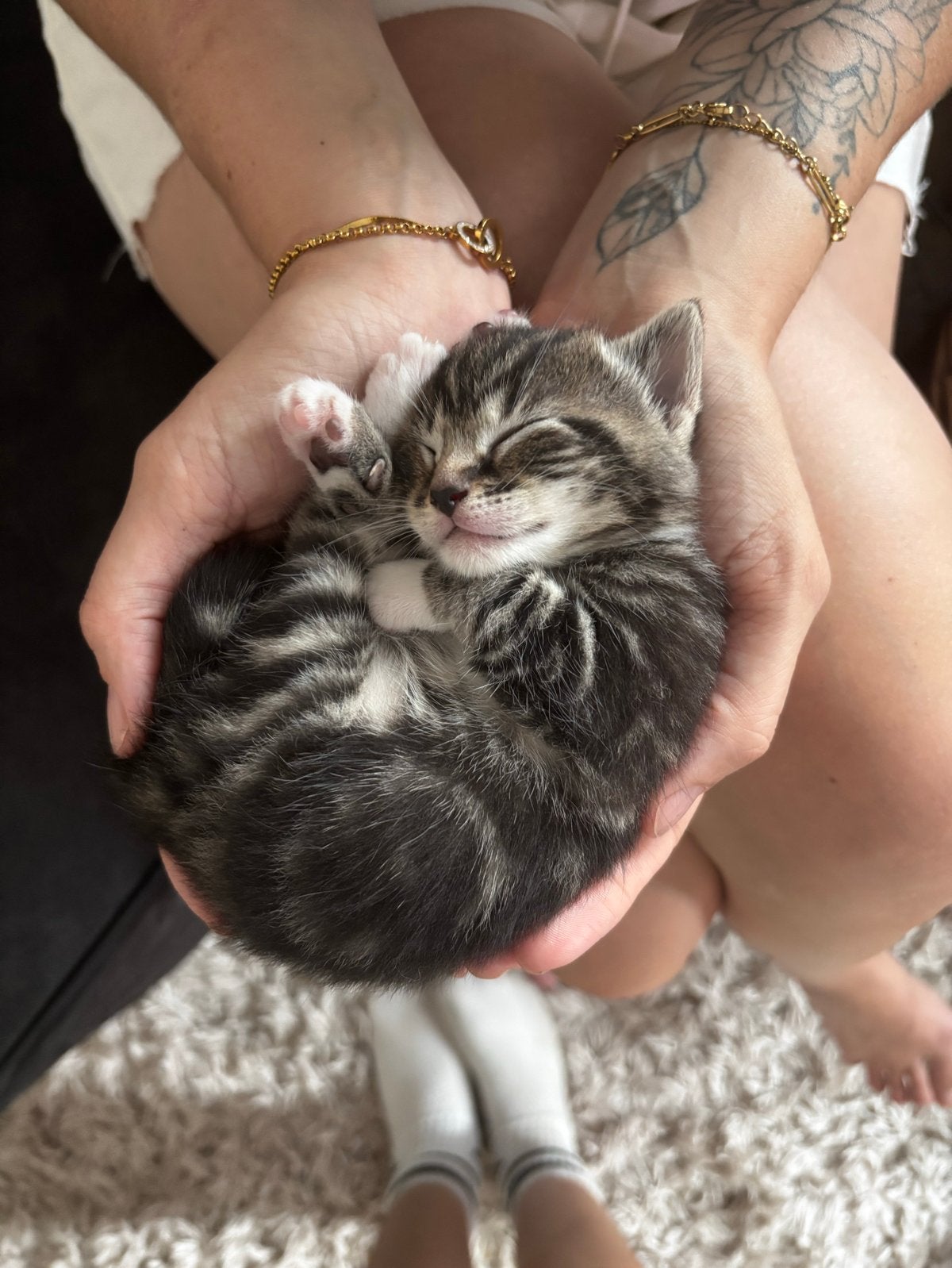Lieve mooie kittens, Meerdere dieren, Kortharig, 0 tot 2 jaar