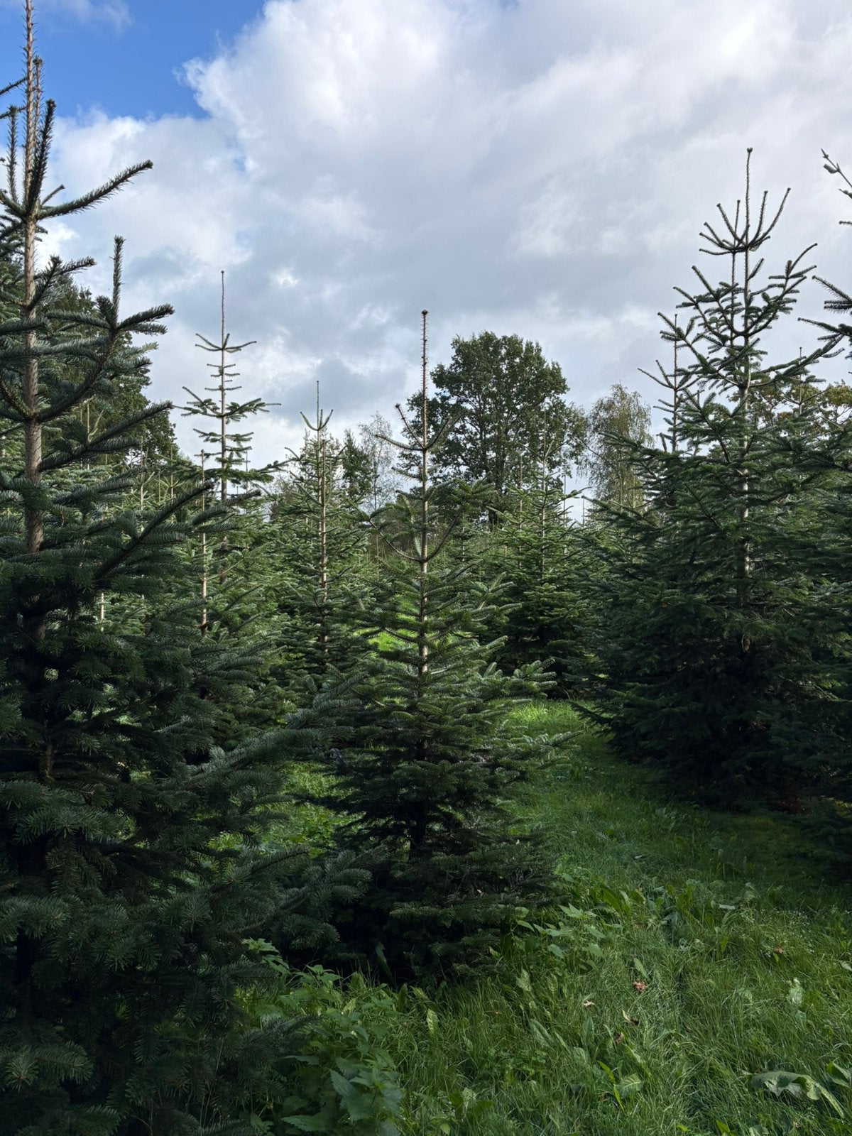 TE KOOP: Grote partij kerstbomen, Tuin en Terras, Ophalen, Zomer, Volle zon, Overige soorten