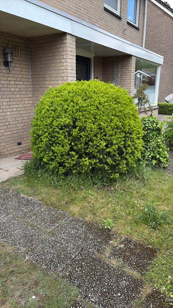 Grote volwassen taxusbol/sierstruik, Tuin en Terras, Ophalen, Taxus