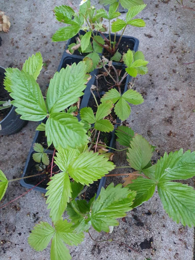 Bosaardbeiplantjes, Tuin en Terras, Planten | Tuinplanten, Ophalen, Volle zon