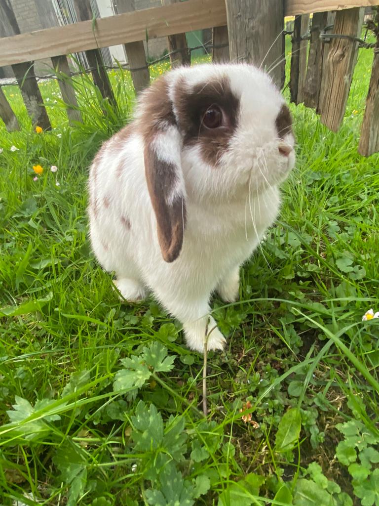 Mooie nederlandse hangoor voedster, Dieren en Toebehoren, Konijnen, Vrouwelijk, Dwerg, Hangoor