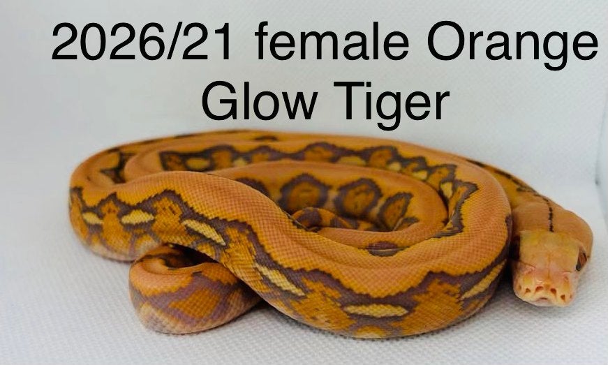 Nakweek Python Reticulatus Reticulated Python photo 15