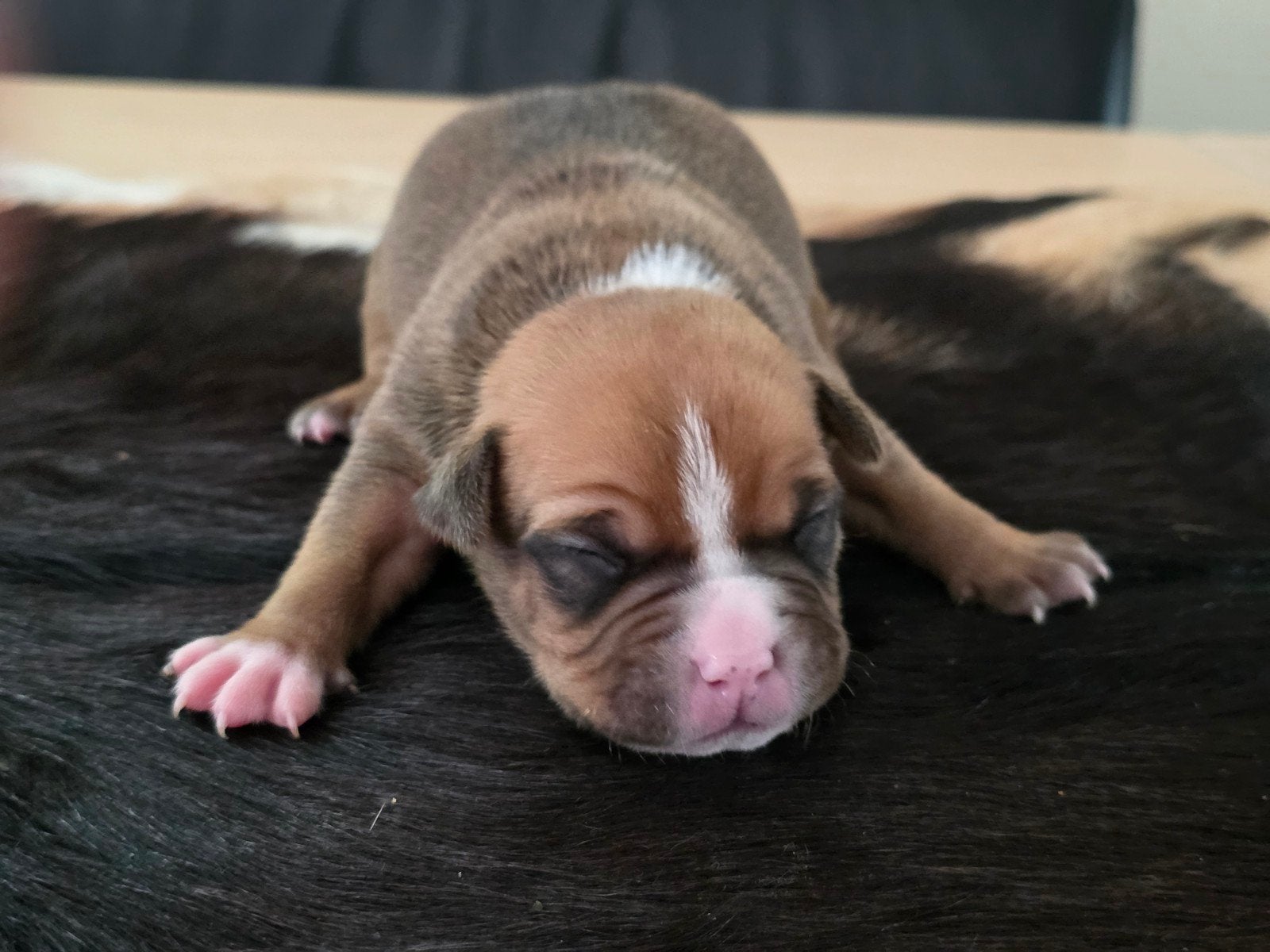 30-06-2026 Geboren american bully pocket bully, 8 tot 15 weken, Bulldog, Meerdere, Meerdere dieren