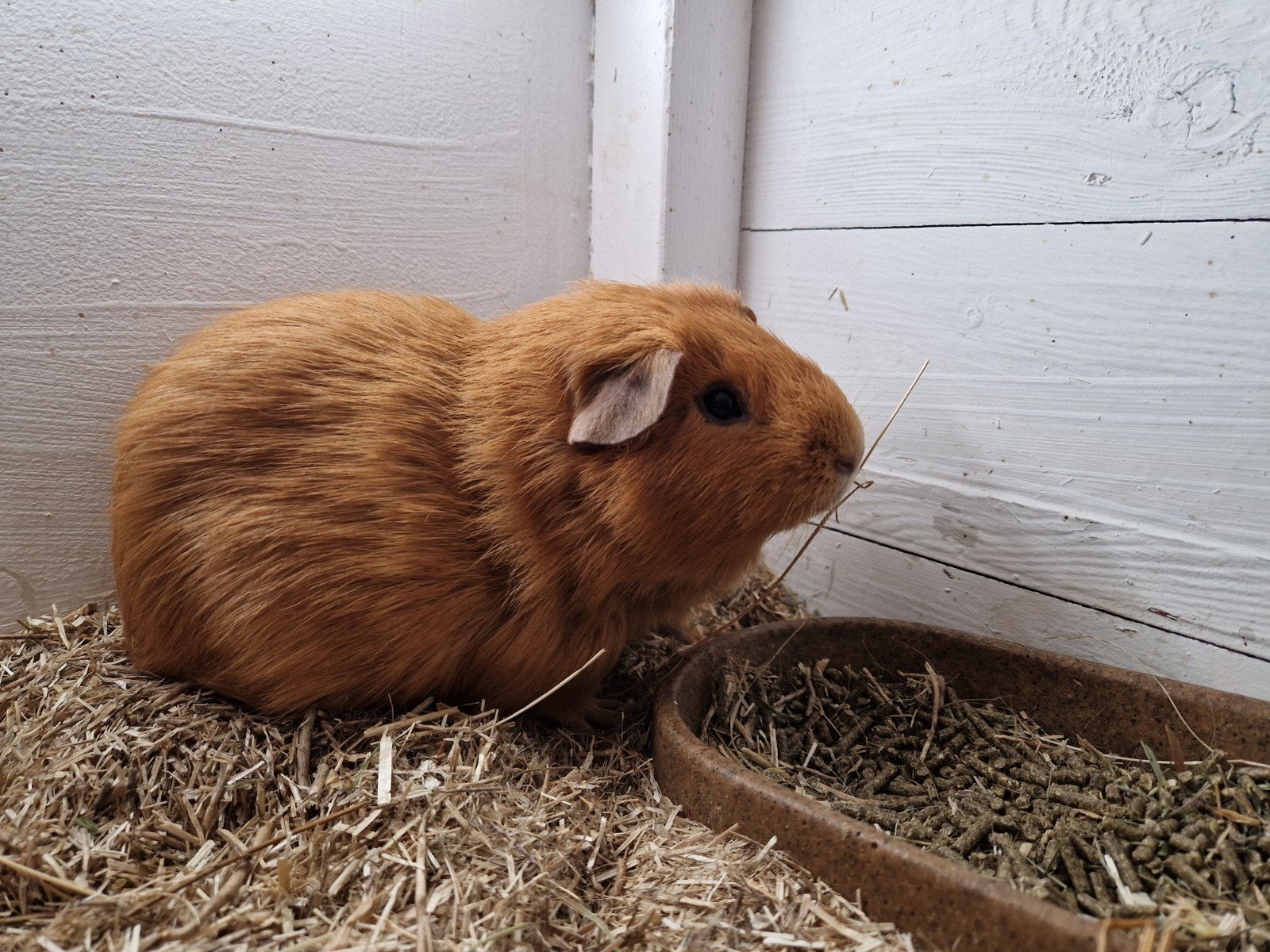 zeugen uit de opvang zoeken goed tehuis, Dieren en Toebehoren, Mei, Vrouwelijk, Cavia