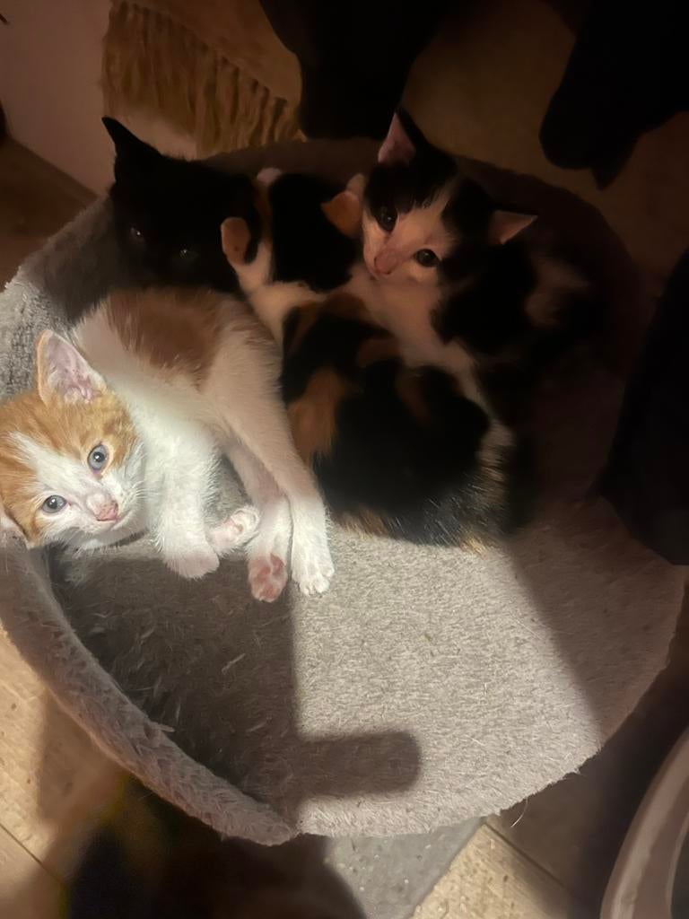 Boerderijkittens, Dieren en Toebehoren, Katten en Kittens | Overige Katten, Meerdere dieren, Kortharig, 0 tot 2 jaar
