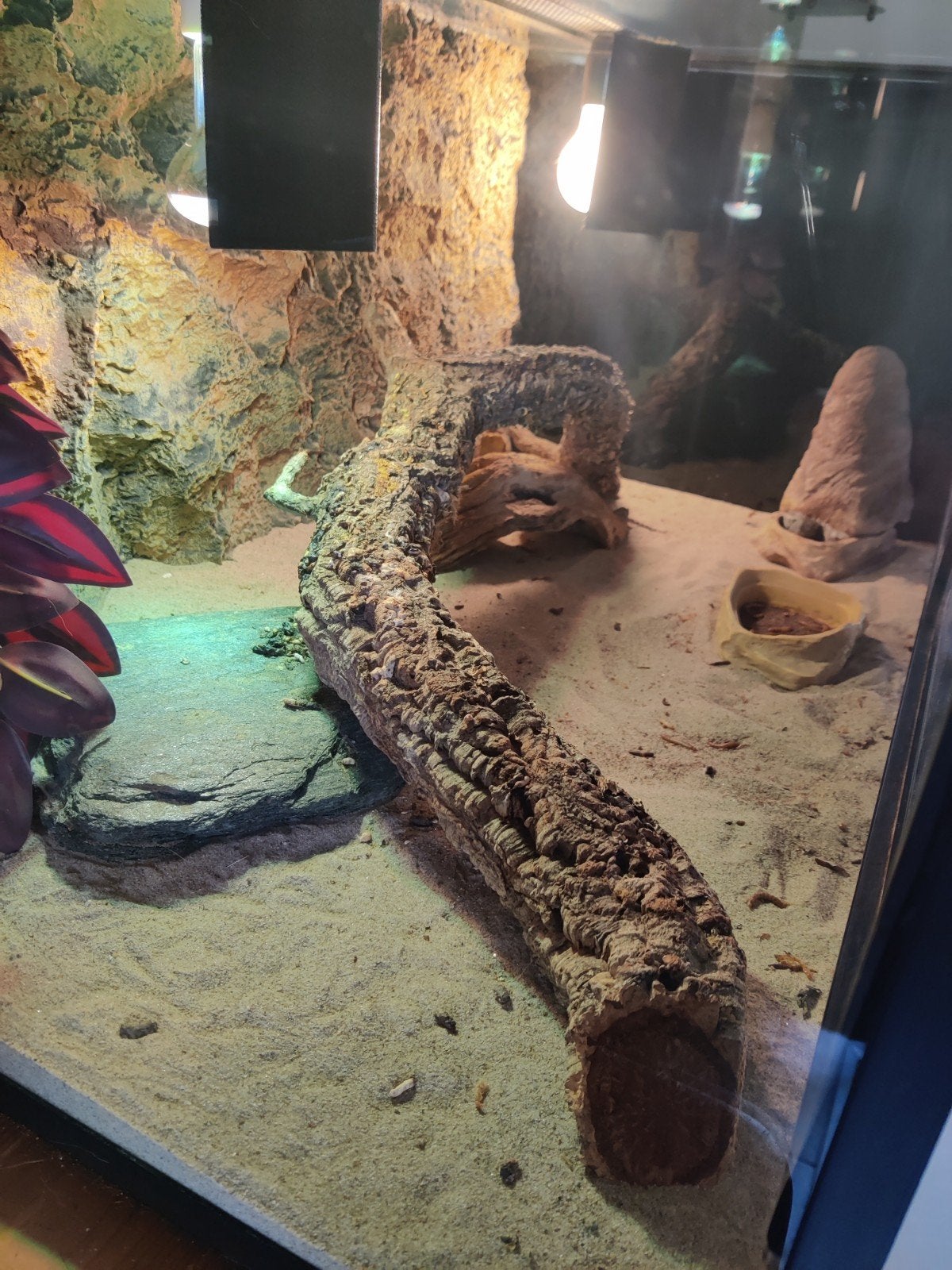Compleet terrarium met dwergbaardagaam Bearded Dragon photo 3