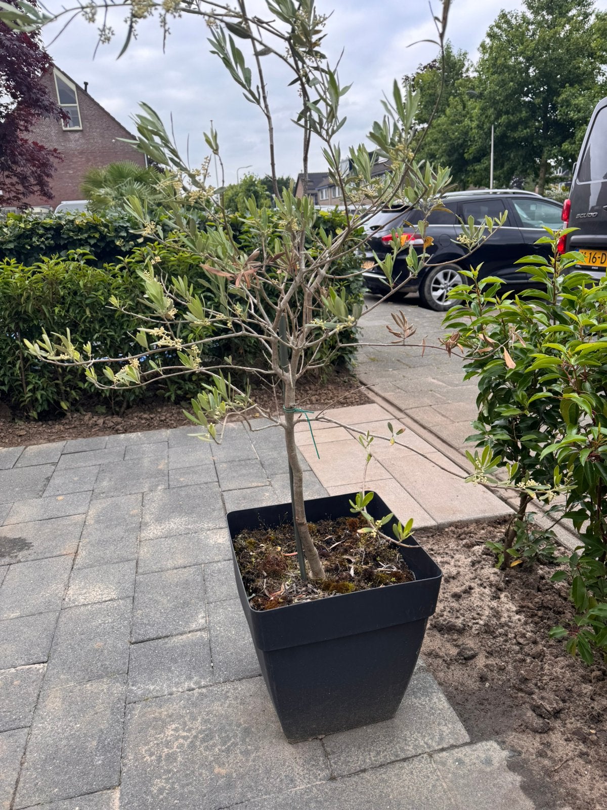 Mooie olijfboom in bloembak., Ophalen, Overige soorten, Halfschaduw