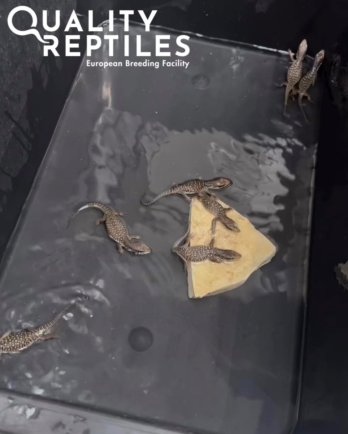 Echte nakweek steppenvaranen! Varanus exanthematicus, Dieren en Toebehoren, Hagedis, Tam, 0 tot 2 jaar