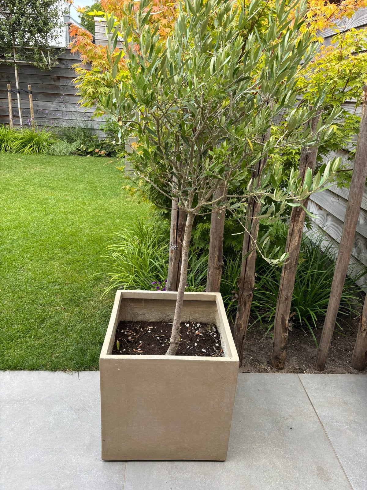 Olijfboom inclusief bloempot, Tuin en Terras, Ophalen, Overige soorten, Volle zon