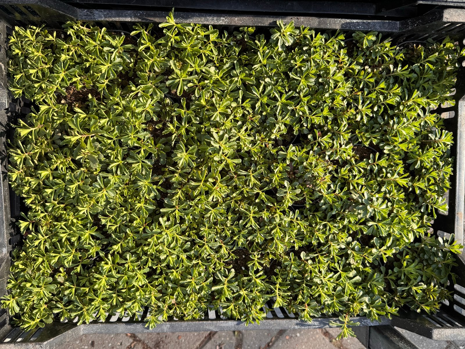 Foto 2 van Rotsplanten: 30 soorten,10 voor €10, sempervivum, sedums enz