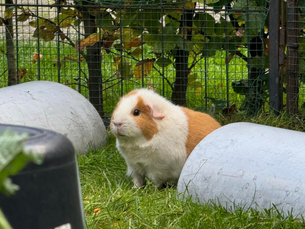 Lief zeugje Bibi, Juni, Vrouwelijk, Cavia