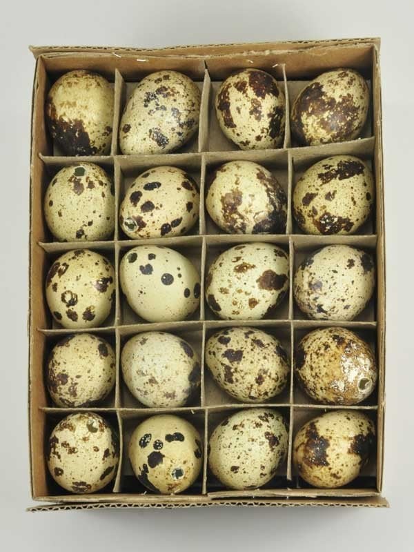 Broedeieren van de Japanse kwartel, eet eieren, Dieren en Toebehoren, Pluimvee | Toebehoren, Verzenden