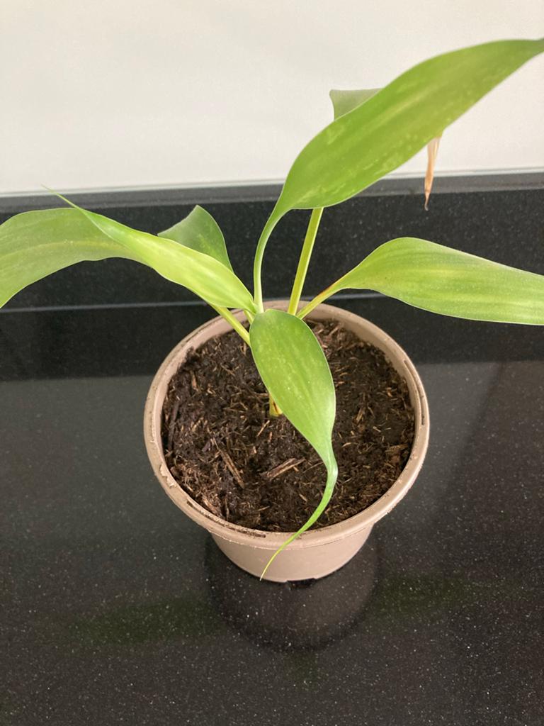 Kleine groene kamerplant in pot/ geluks bamboe plant, Overige soorten, In pot, Minder dan 100 cm, Groene kamerplant