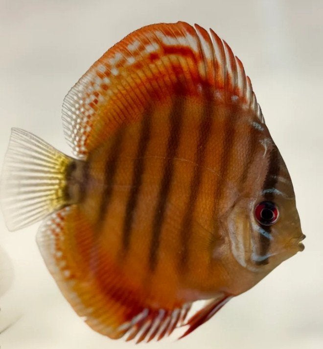 Ice Red Heckel - ca 8cm - Koi Dream Valburg, Vis, Zoetwatervis