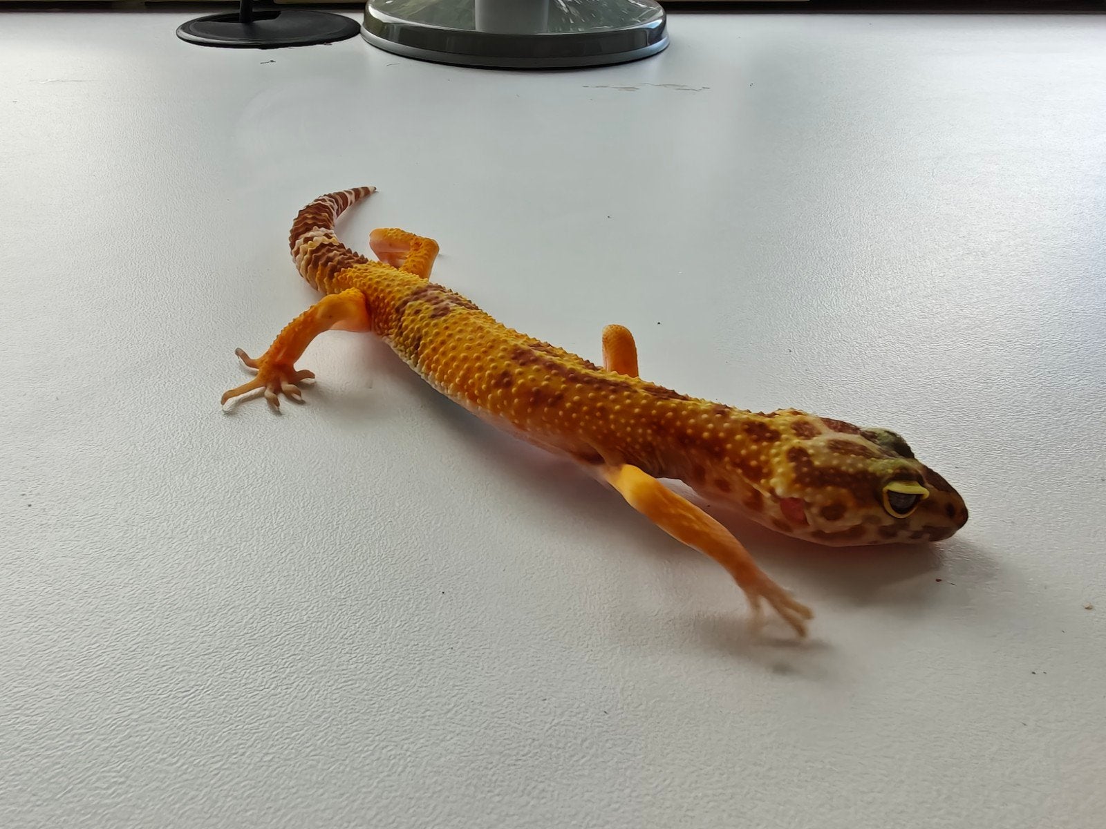 Geel-oranje luipaardgekko te koop Leopard Gecko photo 3