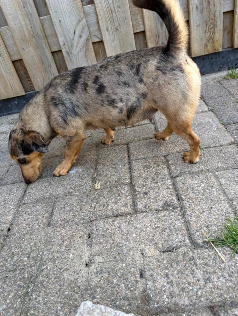 Jack russel pups verwacht, Dieren en Toebehoren, Honden | Jack Russells en Terriërs, Jack Russell Terriër, 8 tot 15 weken, Parvo