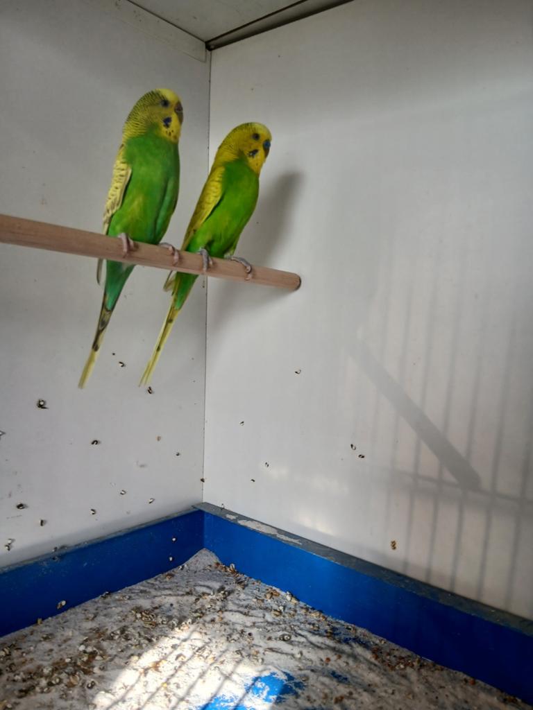 Mooi koppel grasparkieten, Meerdere dieren, Parkiet