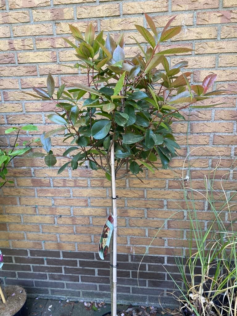 Photinia red robin. Glansmispel op stam van 90 cm, Halfschaduw, Lente, 100 tot 250 cm, Ophalen