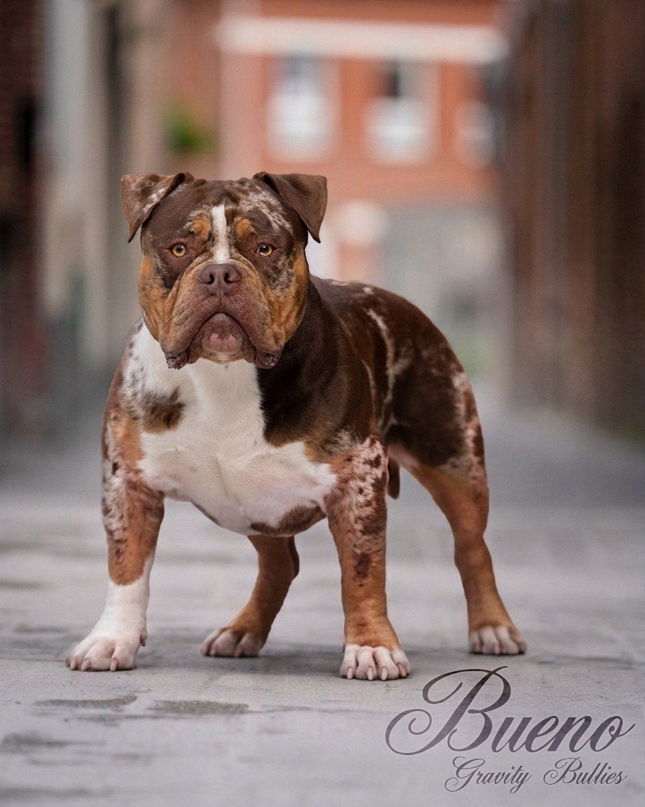 American Bully XL en Standaard Dekreu Merle Tricolor, Dieren en Toebehoren, Honden | Dekreuen, België, Fokker | Hobbymatig, Reu