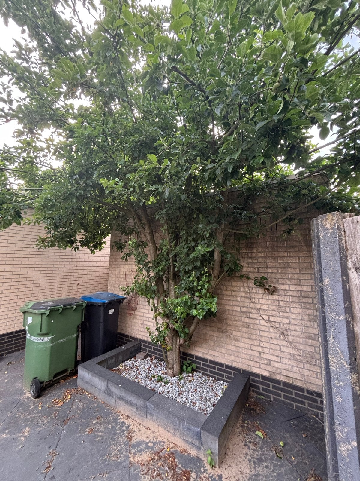 Appelboom - Prachtige fruitboom voor uw tuin, Tuin en Terras, Planten | Bomen, Overige soorten, 250 tot 400 cm, Volle zon, Lente