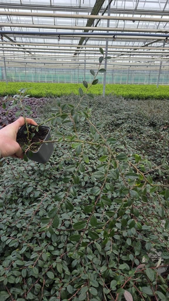 Cotoneaster Coral Beauty - dwergmispel - zware uitvoering, Tuin en Terras, Ophalen of Verzenden, Overige soorten, Halfschaduw