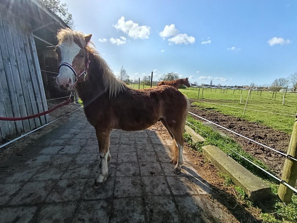 Welsh ponys  een ruin en een merrie, Merrie, A pony (tot 1.17m), Gechipt, 0 tot 2 jaar