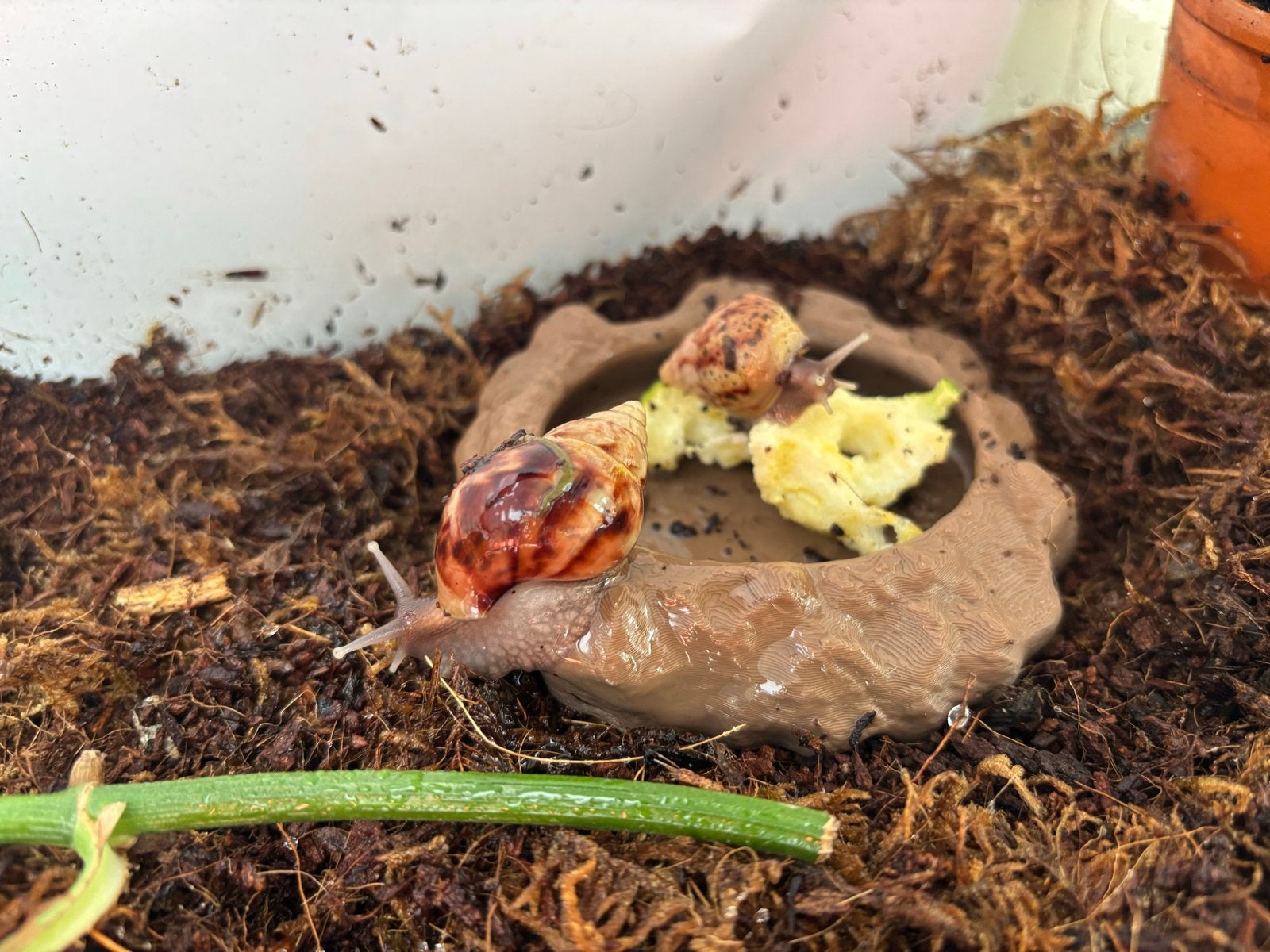 Afrikaanse reuzenslakken Achatina fulica albino en wildkleur, Juni, Meerdere dieren
