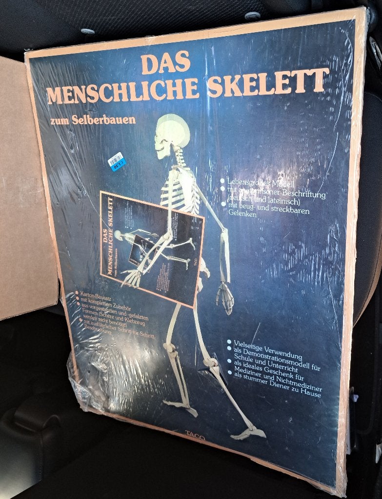Bouwpakket Menselijk skelet om zelf te bouwen 180 cm groot, Ophalen, Zo goed als nieuw, Groter dan 1:32