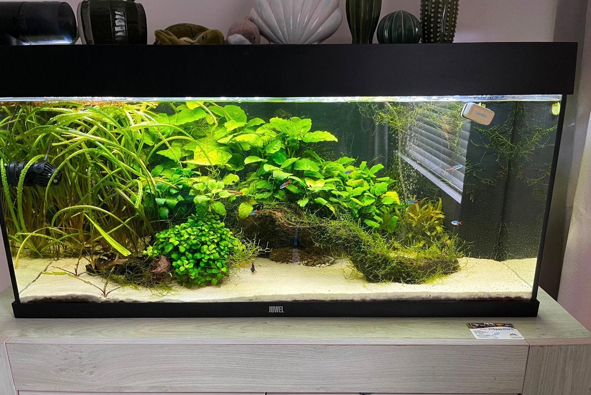 Aquarium, Ophalen, Inclusief planten, Juwel, Gevuld zoetwateraquarium