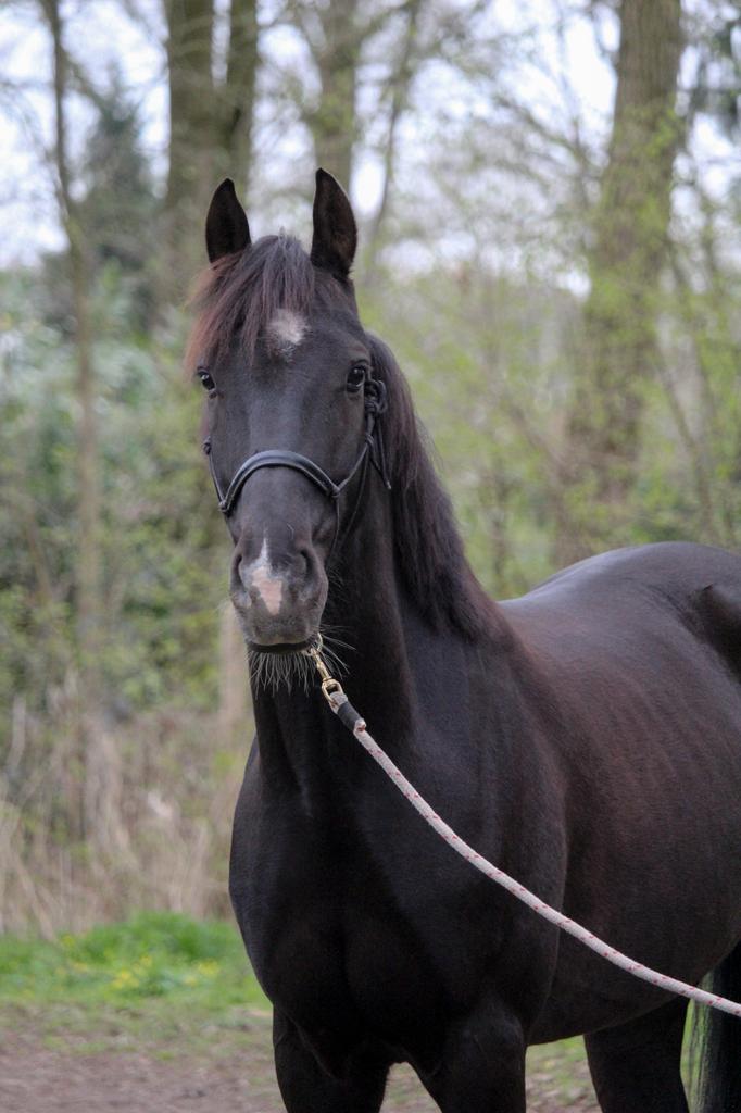 7-jarige Ruin (E-pony) met potentie voor de juiste ruiter, Ruin, B, E pony (1.48m - 1.57m), 7 tot 10 jaar