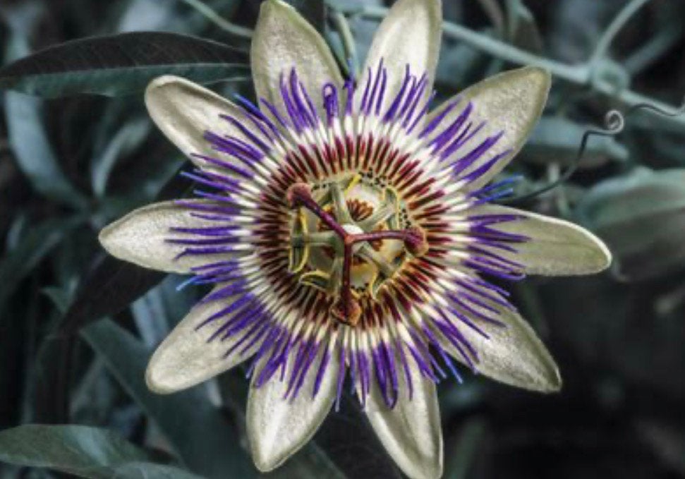 Passiebloem stekken, Tuin en Terras, Planten | Tuinplanten, Ophalen, Overige soorten, Volle zon
