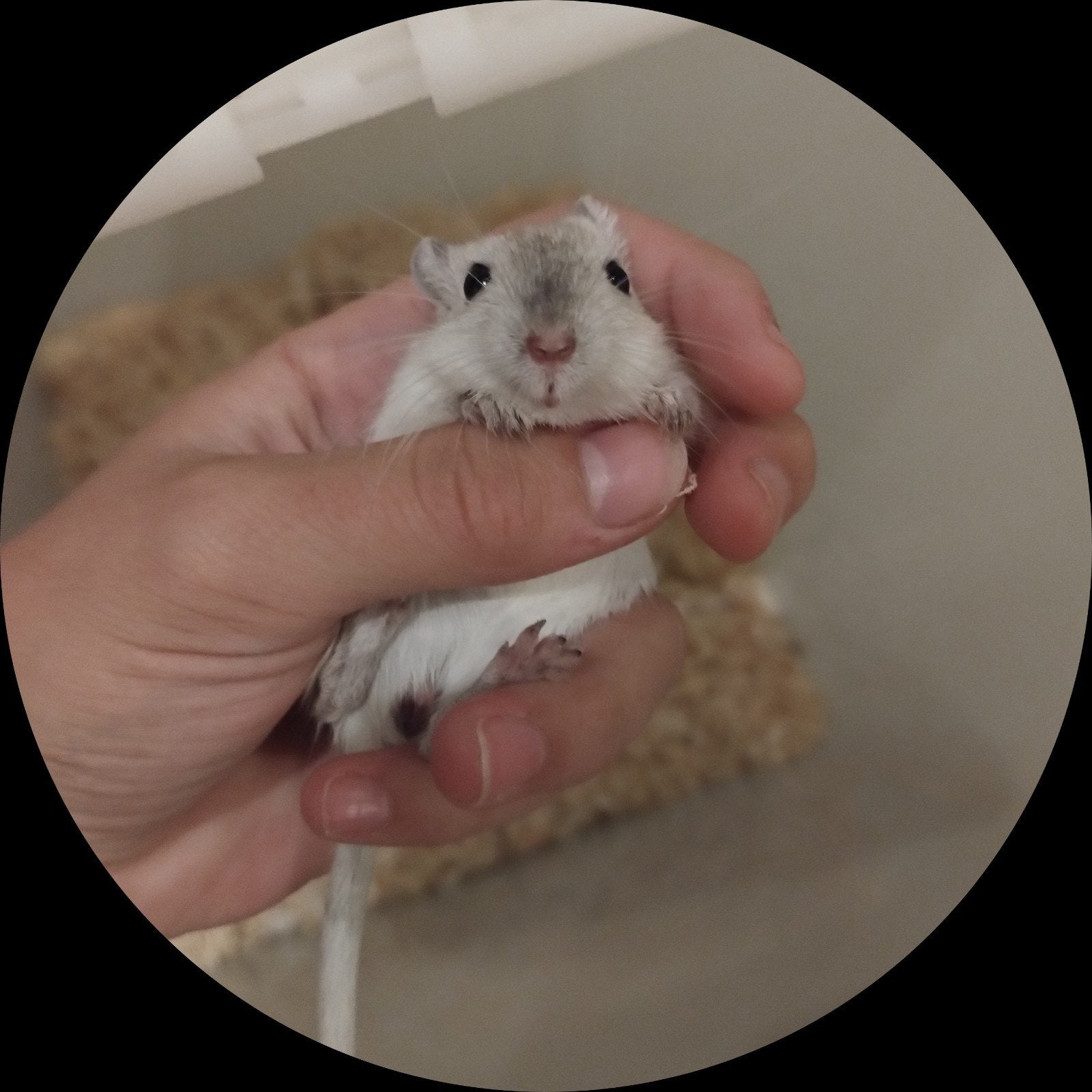 jong gerbil vrouwtje, Rat, Juli, Vrouwelijk, Tam