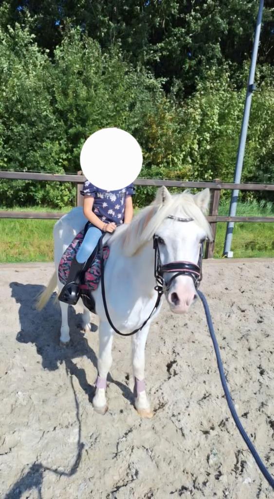 22 jarige merrie A Welsh, Dieren en Toebehoren, Pony's, Merrie, 11 jaar of ouder, Met stamboom, Gechipt, Ontwormd, Ingeënt